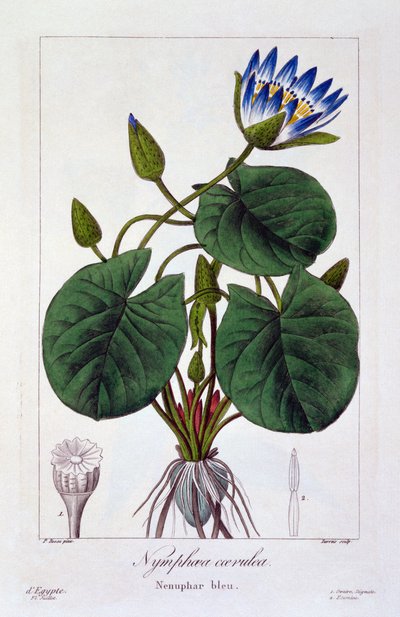 Nymphaea caerulea, 1836 by Pancrace Bessa